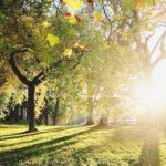 Sunlight streaming through trees symbolizing Jesus as the Dayspring From On High bringing light into darkness.