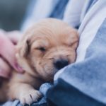 Person holding a puppy close, illustrating how we carry the fragrance of what we cling to, pointing to living as a Fragrant Aroma to God rather than holding onto sin.