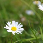 Small white flowers in a field, reflecting the quiet beauty and strength of Jesus as our Gentle Savior and His tender care for us.