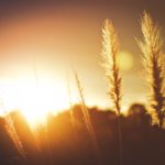 Golden sunrise over tall grass, reflecting on Jehovah-Shalom, the Lord of Peace who gives peace and power.