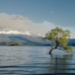 Peaceful lake with a tree growing in the water, reflecting on Jehovah-Rapha, the Lord our Healer who restores and gives life.