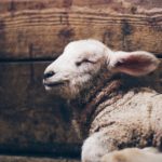 Lamb resting peacefully, representing Jesus as the Lamb of God who takes away the sin of the world.