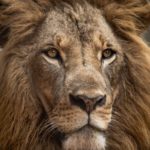 Close-up of a lion, representing Jesus as the Lion of Judah who has overcome Satan, sin, and death.