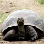Tortoise moving slowly along the ground, illustrating how God is slow to anger and patient in His lovingkindness toward us.