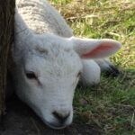 Lamb resting beside a tree, symbolizing Christ our Passover who gave His life as a sacrifice for our sin.