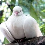 White dove resting on a branch, symbolizing the Paraclete, the Holy Spirit who is our Helper and abiding presence.