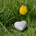 Stone heart engraved with “Happy” resting in grass beside a yellow flower, symbolizing joy found in God’s Chosen One.
