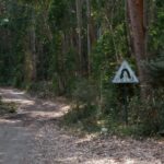 Winding road through the woods, illustrating how Jesus is the Son of Man who seeks and saves those who are spiritually lost.