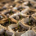 Seedlings sprouting from soil, illustrating Jesus as the seed of salvation who produces the fruit of His Spirit in believers.