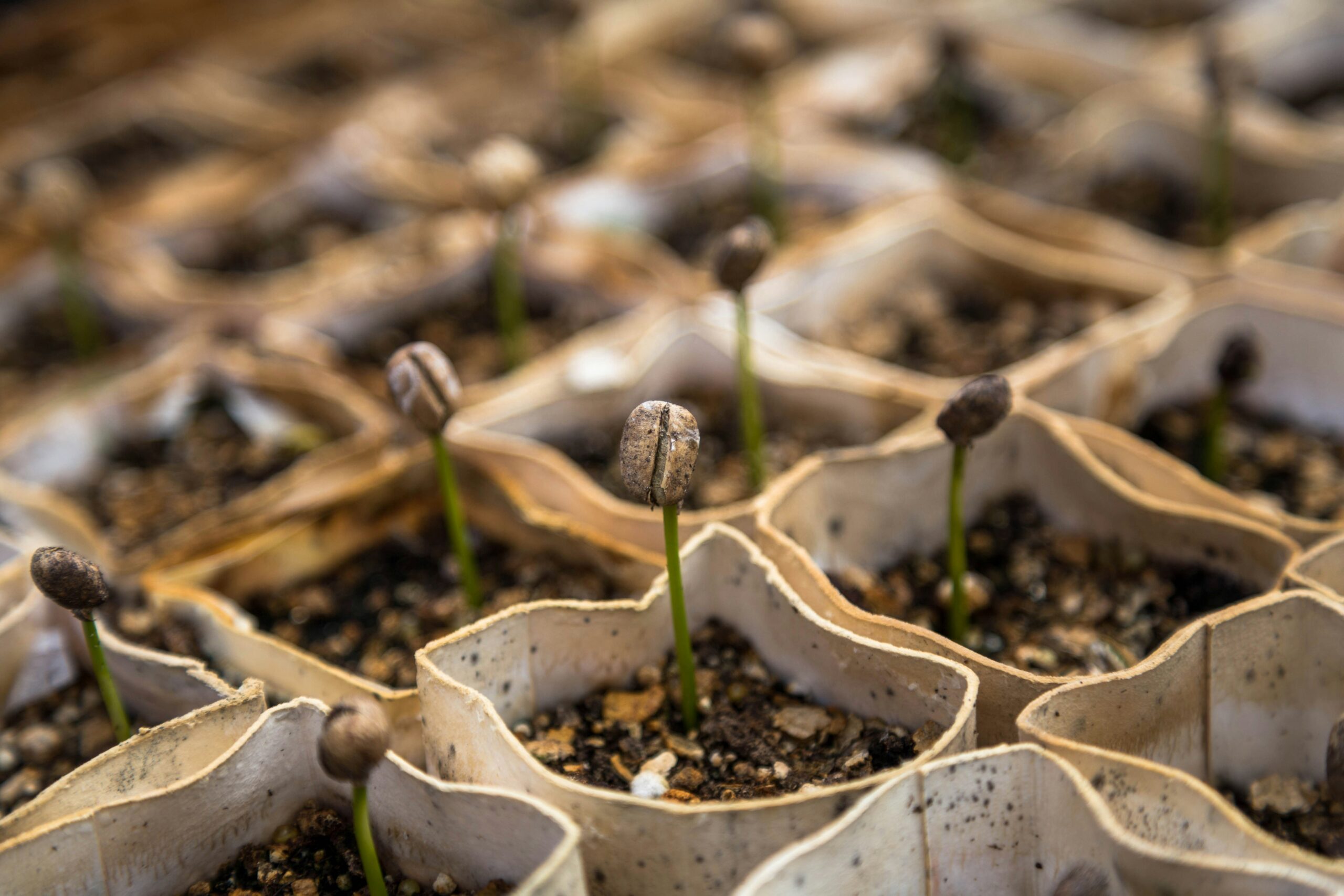 Plant sprouts