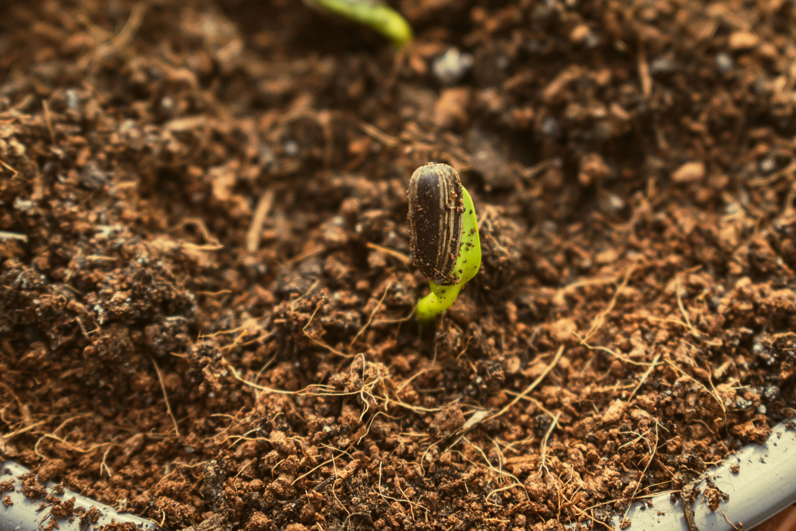 A seed sprouting